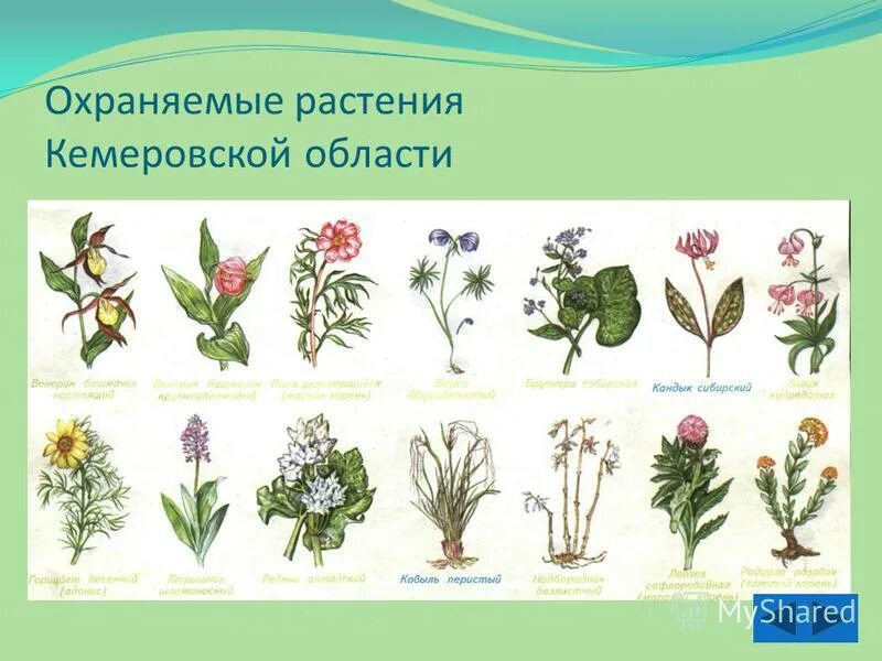 Что сторожил цветок. Охраняемые растения. Охраняемые лекарственные растения. Названия полевых цветов с картинками. Рисунок растения которые охраняются.