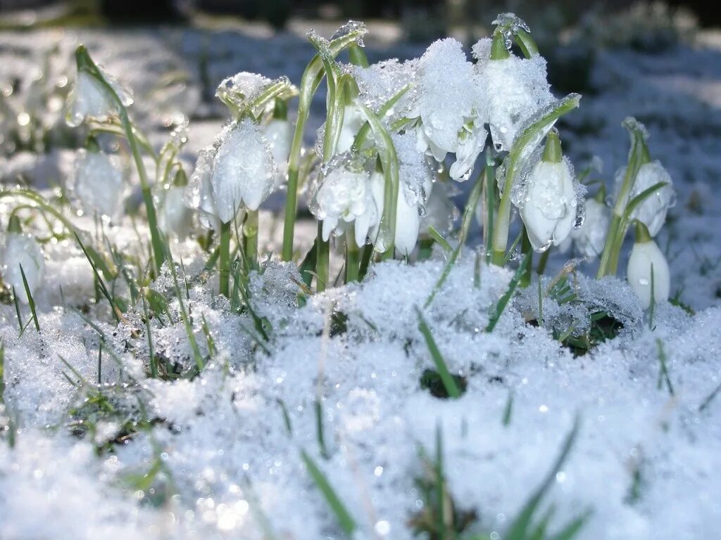 February first. Подснежники в снегу. Первые весенние цветы.