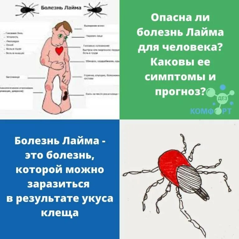 Чем опасен укус клеща для человека. Иксодовый клещевой боррелиоз возбудитель. Переносчики инфекции клещевой боррелиоз. Клещевой лайм боррелиоз осложнения.