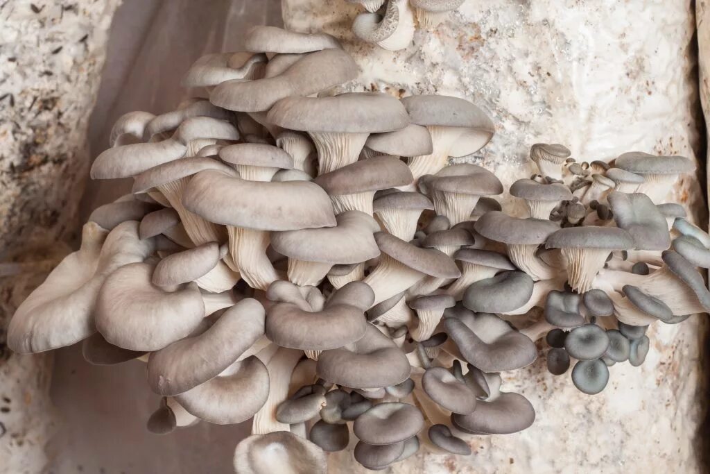 Вешенка обыкновенная. Вёшенка обыкновенная / Pleurotus ostreatus. Мицелий вешенка обыкновенная. Вешенка обыкновенная (12шт). Авито вешенки