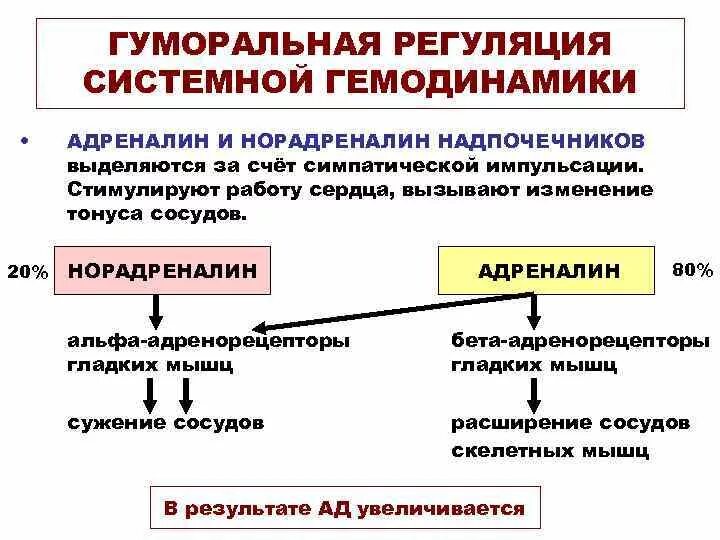 Гуморальная регуляция работы сердца человека. Механизм регуляции нервный и гуморальный схема. Гуморальные механизмы регуляции кровотока. Регуляция кровообращения схема. Схема нейрогуморальной регуляции сосудистого тонуса.