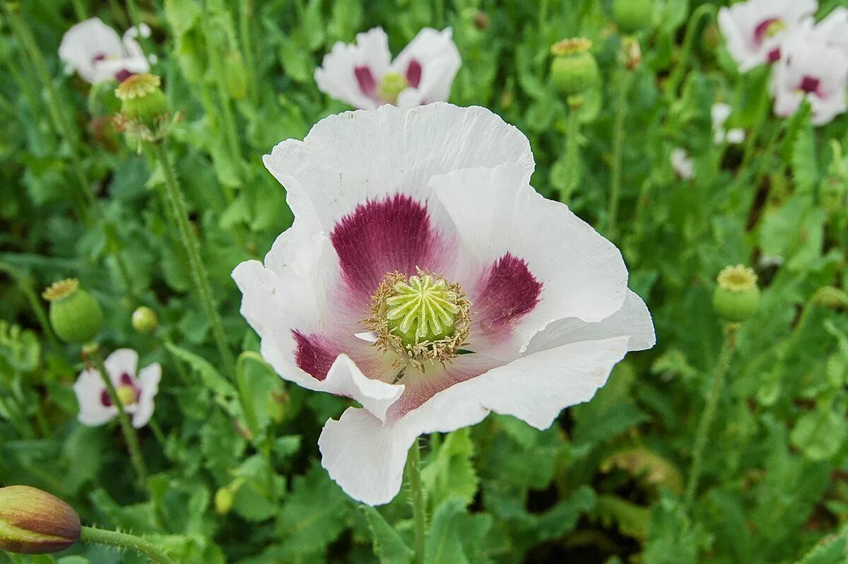Как отличить мак. Мак снотворный (papaver somniferum). мак опийный (papaver somniferum). мак снотворный – papaver somniferum l.. мак снотворный мак опиумный.