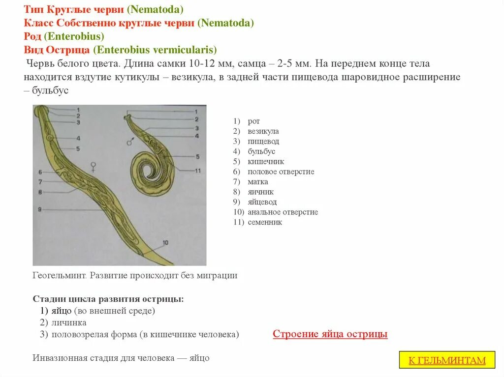 Тип круглые черви значение. Строение острицы бульбус. enterobius vermicularis тип и класс.