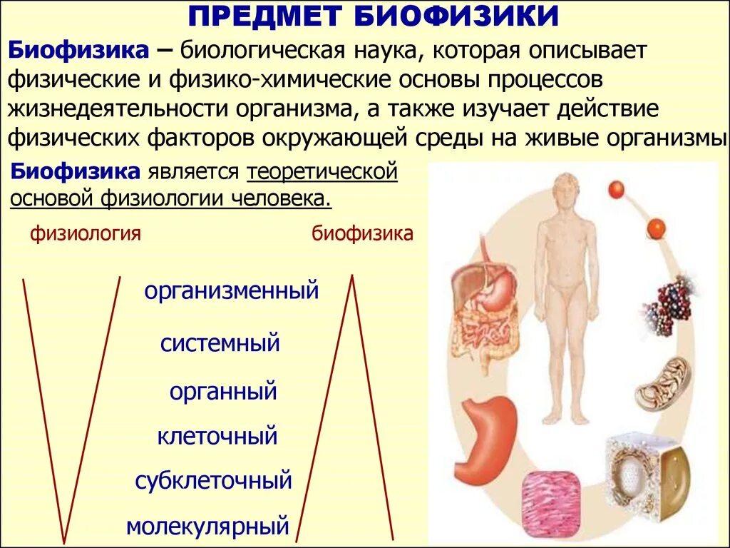 Биофизика человека