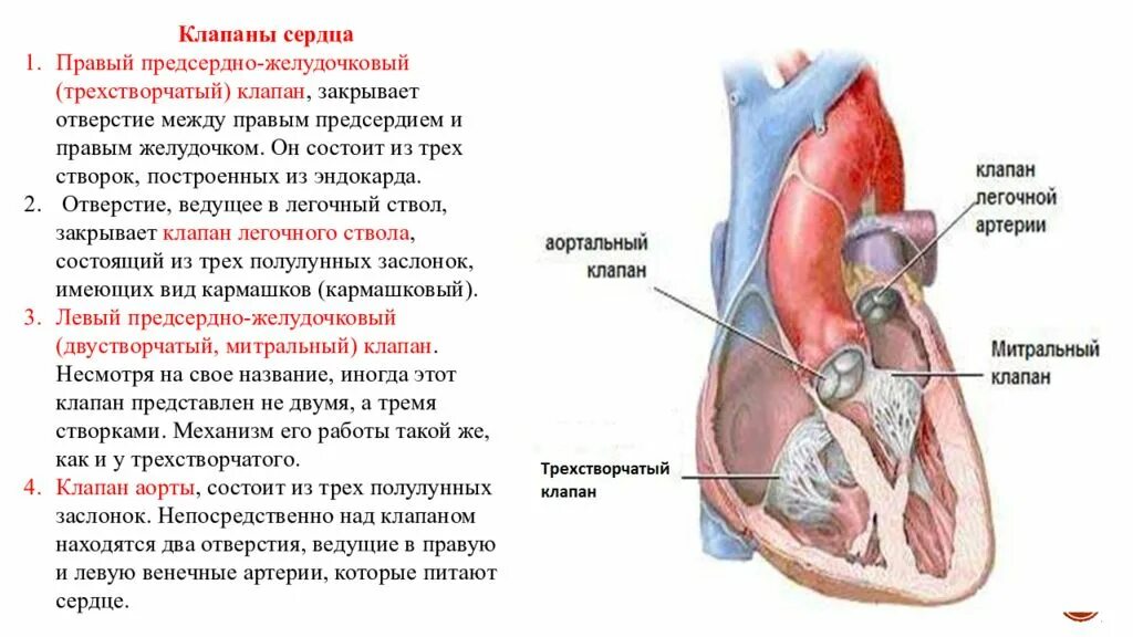 Строение и функции трикуспидального клапана. Створки трехстворчатого клапана анатомия. Клапаны сердца анатомия трехстворчатый строение. Клапан закрывающий правое предсердно-желудочковое отверстие сердца. Клапан правого предсердно желудочкового отверстия