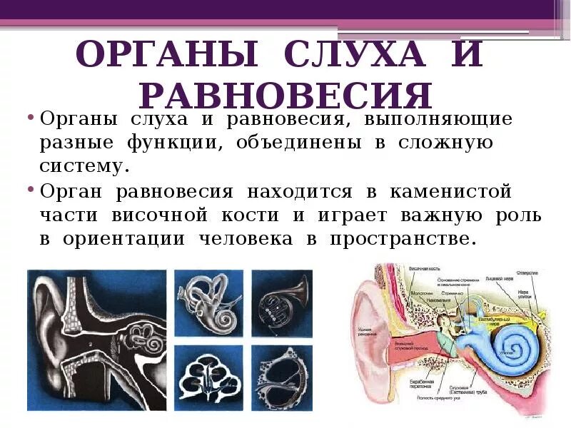 Внутреннее ухо расположено в кости. Орган слуха и орган равновесия. Орган слуха и равновесия расположен. Орган слуха. Строение органа слуха.