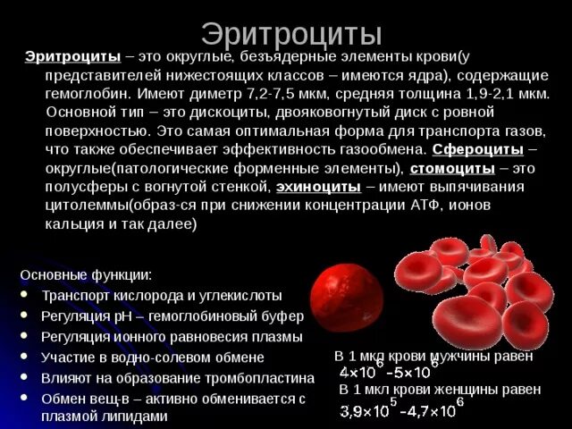 Что значат эритроциты в крови