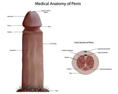 Det mandlige reproduktionsorgan er penis.