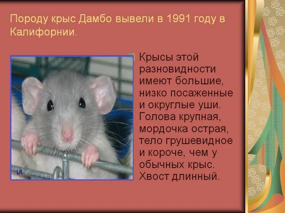 Сколько лет крысе. Описание крысы. сообщение о крысе. крыса краткое описание. информация о крысах домашних.