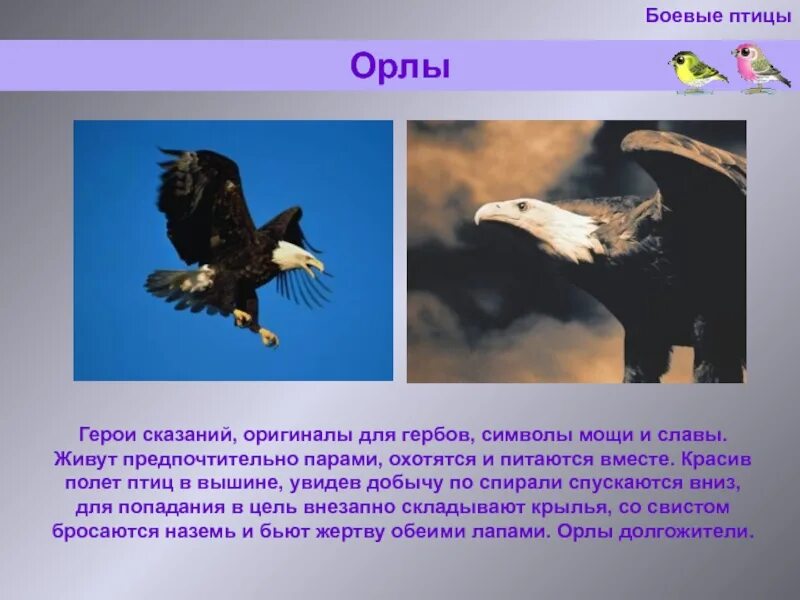 Текст про орла. Орел презентация. Презентация на тему Орел. Информация о Орле. Орел птица доклад.