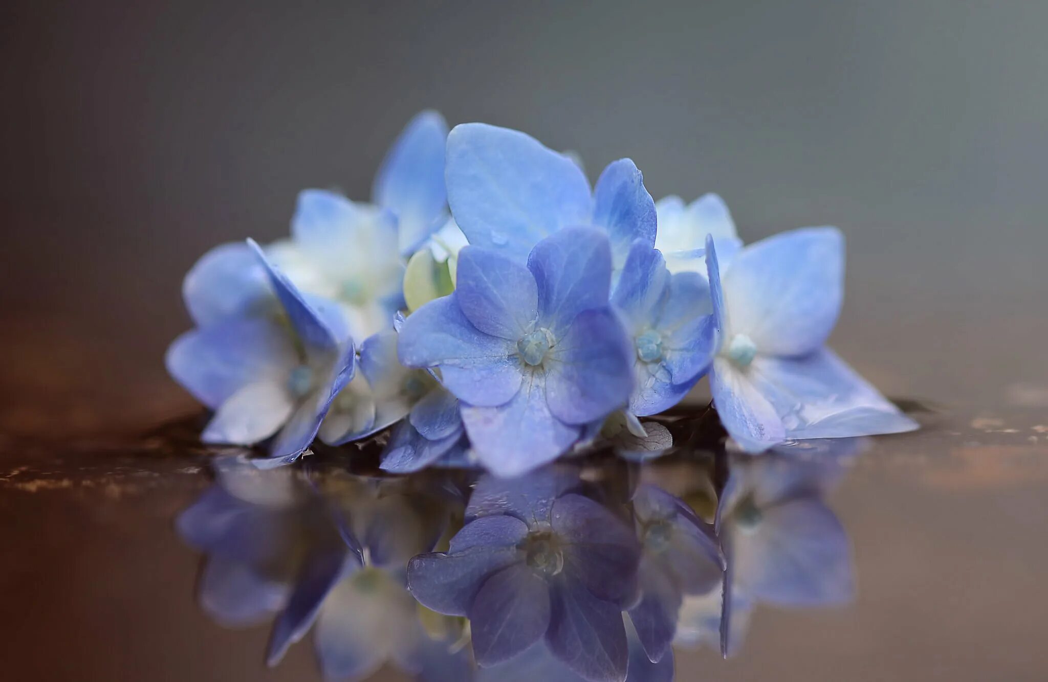 Осень делала дали нежно голубыми огэ. Нежный цветок. Голубые цветы. Нежно голубые цветы. Синие цветочки.