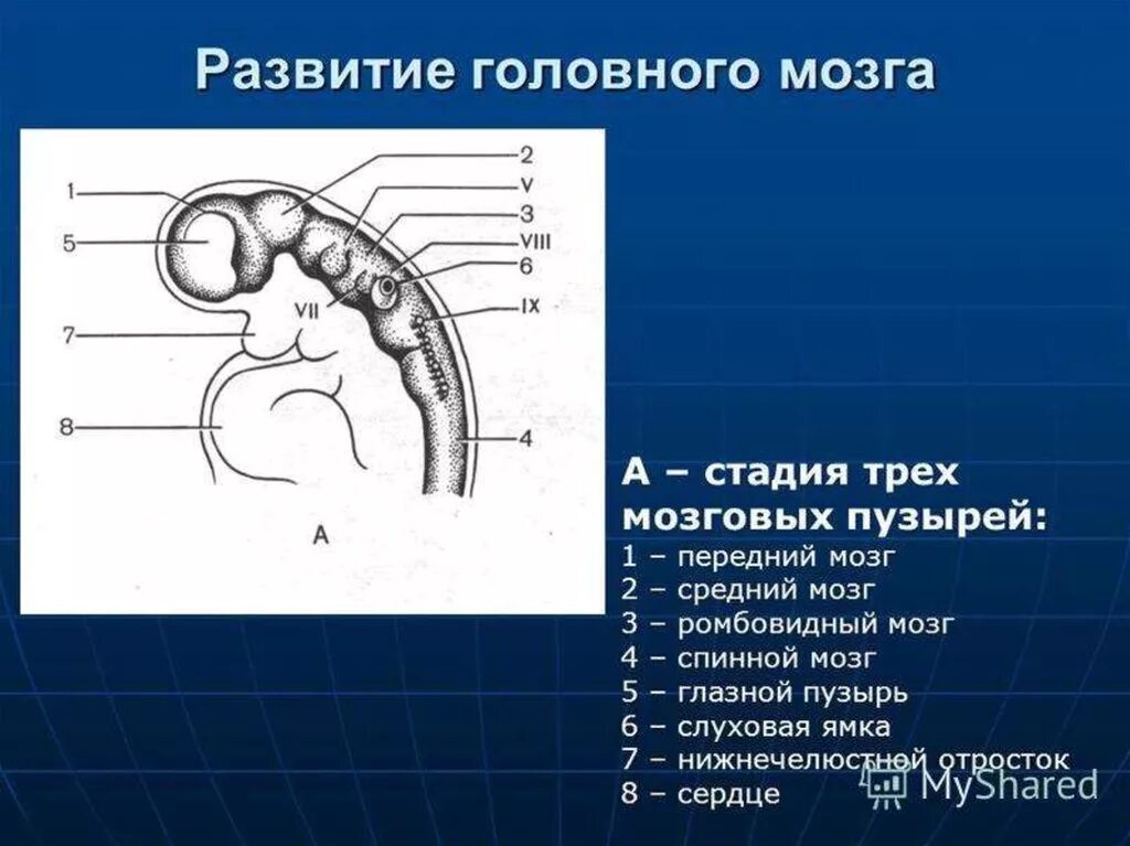 3 пузыря мозга. Развитие головного мозга стадия 3 пузырей. Стадии мозговых пузырей. Стадии развития мозговых пузырей. Стадии формирования мозговых пузырей.