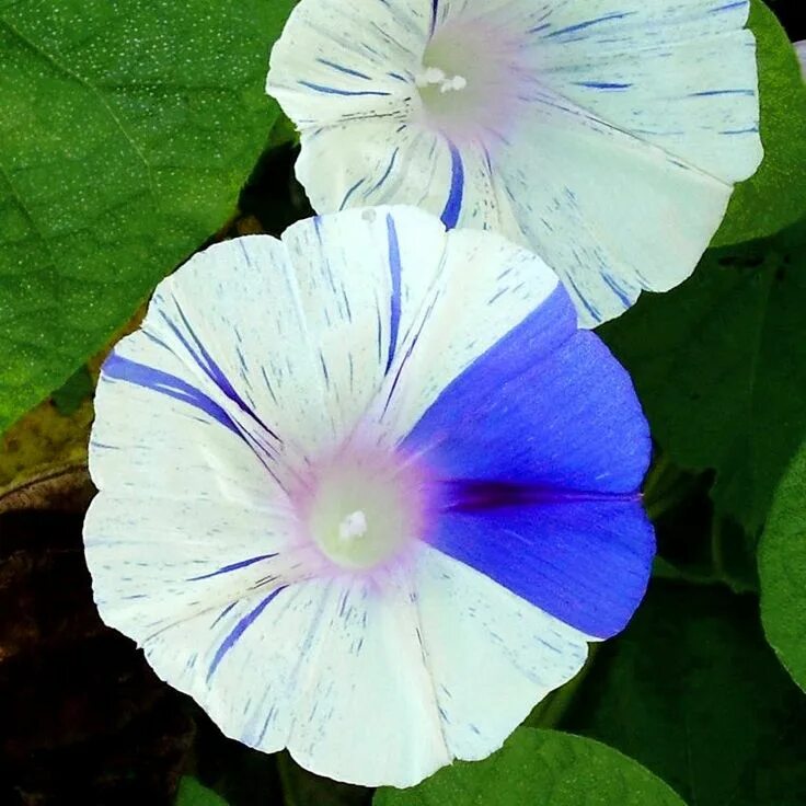 Ипомея флаинг соурсес. Ипомея флаинг соурсес. Ипомея звездопад. Ипомея флаинг. Ипомея пурпурная звонница.