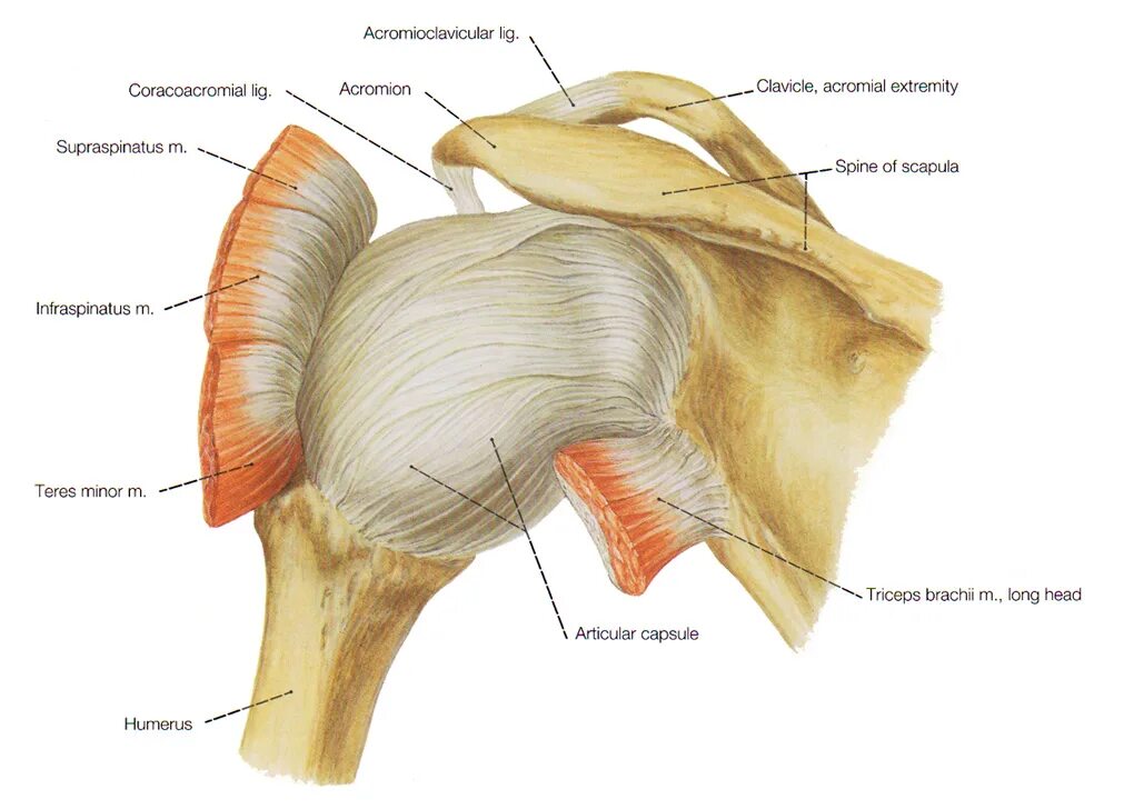 Анатомия плечевого сустава. Связочный аппарат плечевого сустава. Связки плечевого сустава анатомия. Суставная капсула плечевого сустава анатомия. Плечевой сустав анатомия Синельников.