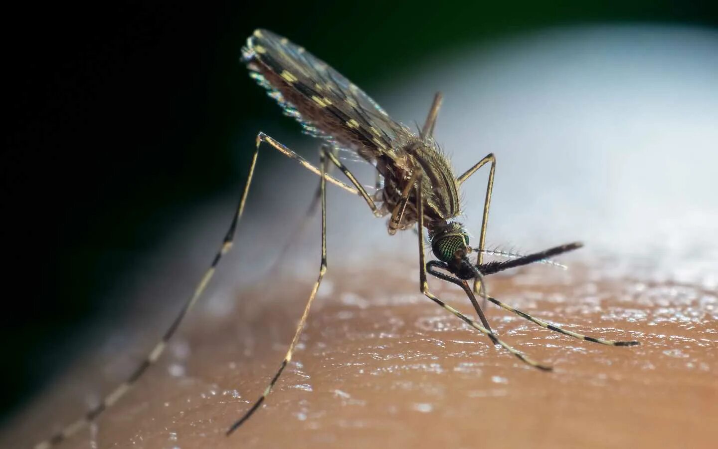 Малярийный комар. Малярийный комар анофелес. Малярийный Москит. Москиты и малярийные комары. Комар малярийный комар членистоногие двукрылые