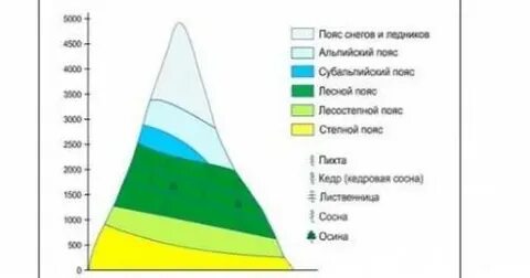 Структура высотной поясности горной системы алтай