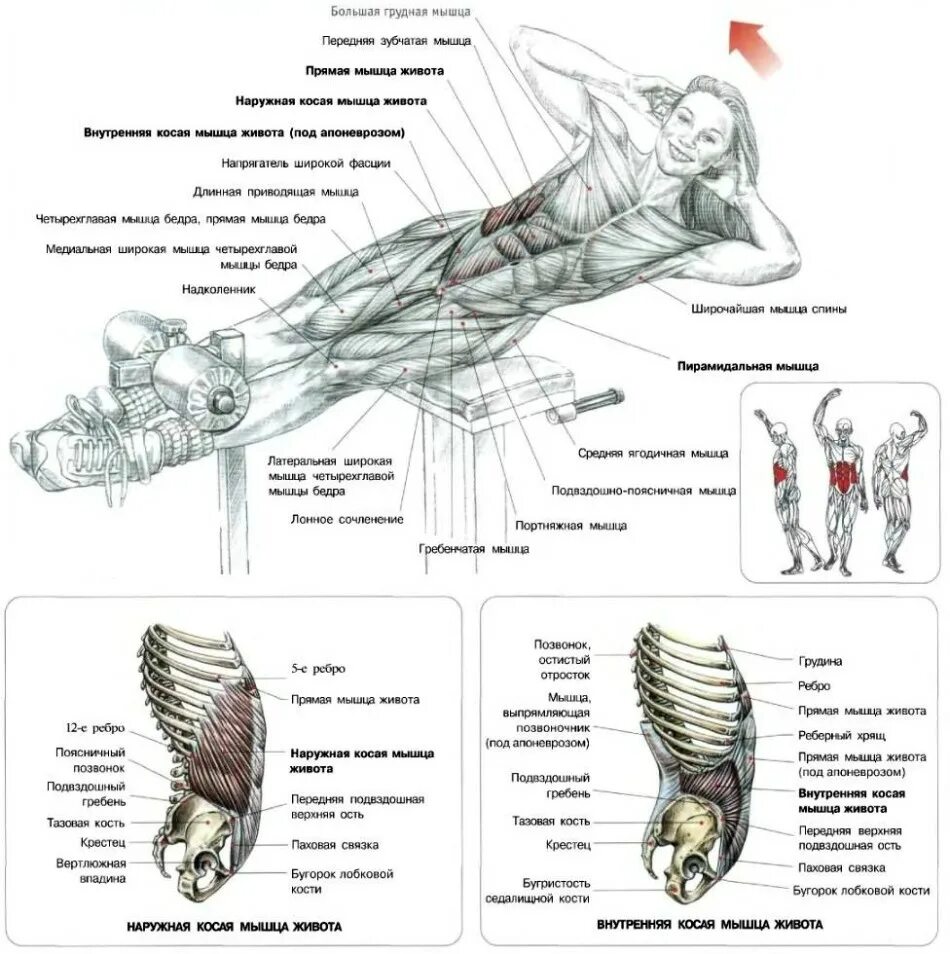 Поперечная мышца живота как накачать. Упражнения для боков и живота в тренажерном зале. Упражнения для боковых и косых мышц туловища. Упражнения для похудения живота и боков в тренажерном зале. Анатомия силовых упражнений пресс.