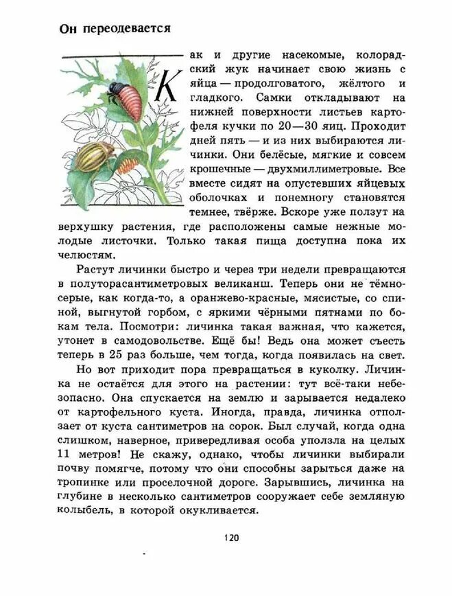Зеленые страницы рассказ его величество. Его величество боровик зеленые страницы. книга зеленые страницы его величество боровик. рассказ зеленые страницы. книга зеленые страницы про грибы.