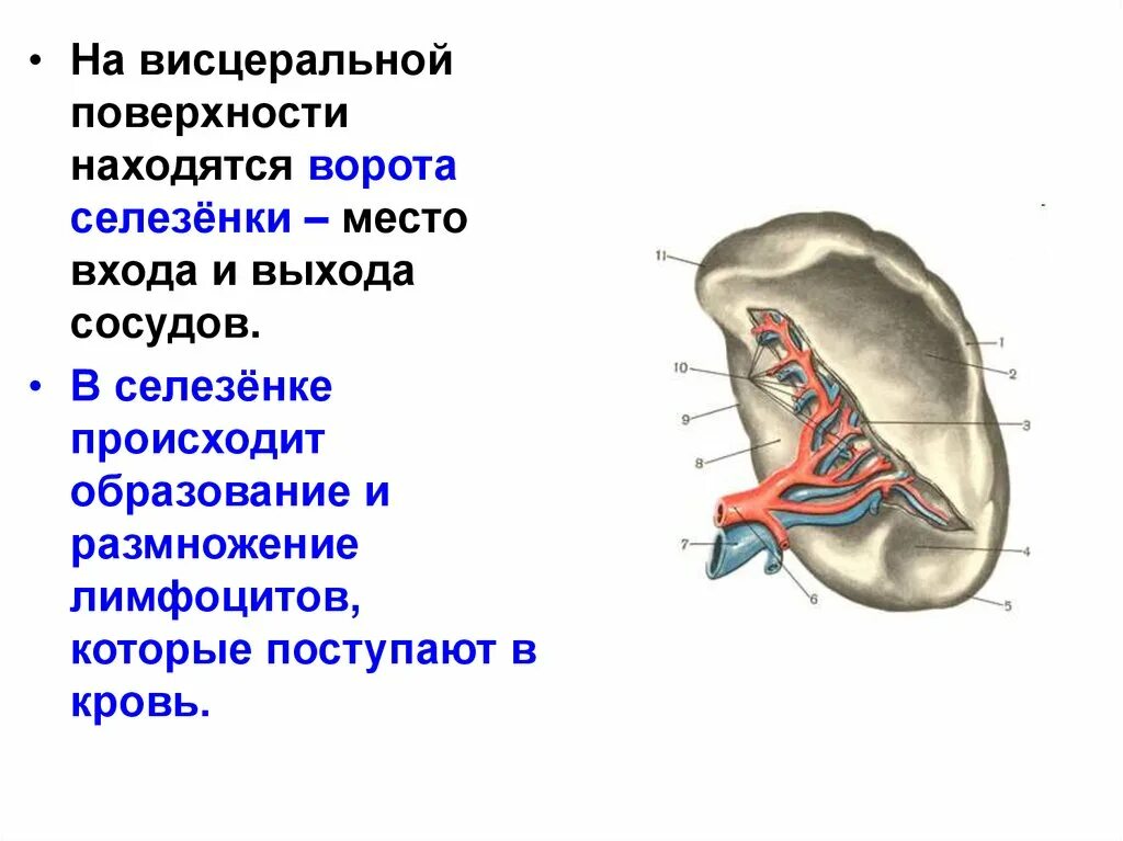 Ворота селезенки анатомия. Анатомия селезенки висцеральная поверхность. Сегменты селезенки. Висцеральная поверхность селезенки.