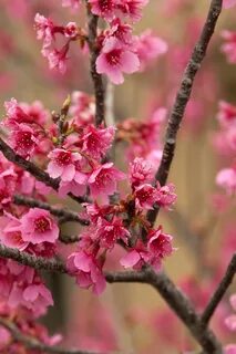 Flowering cherry