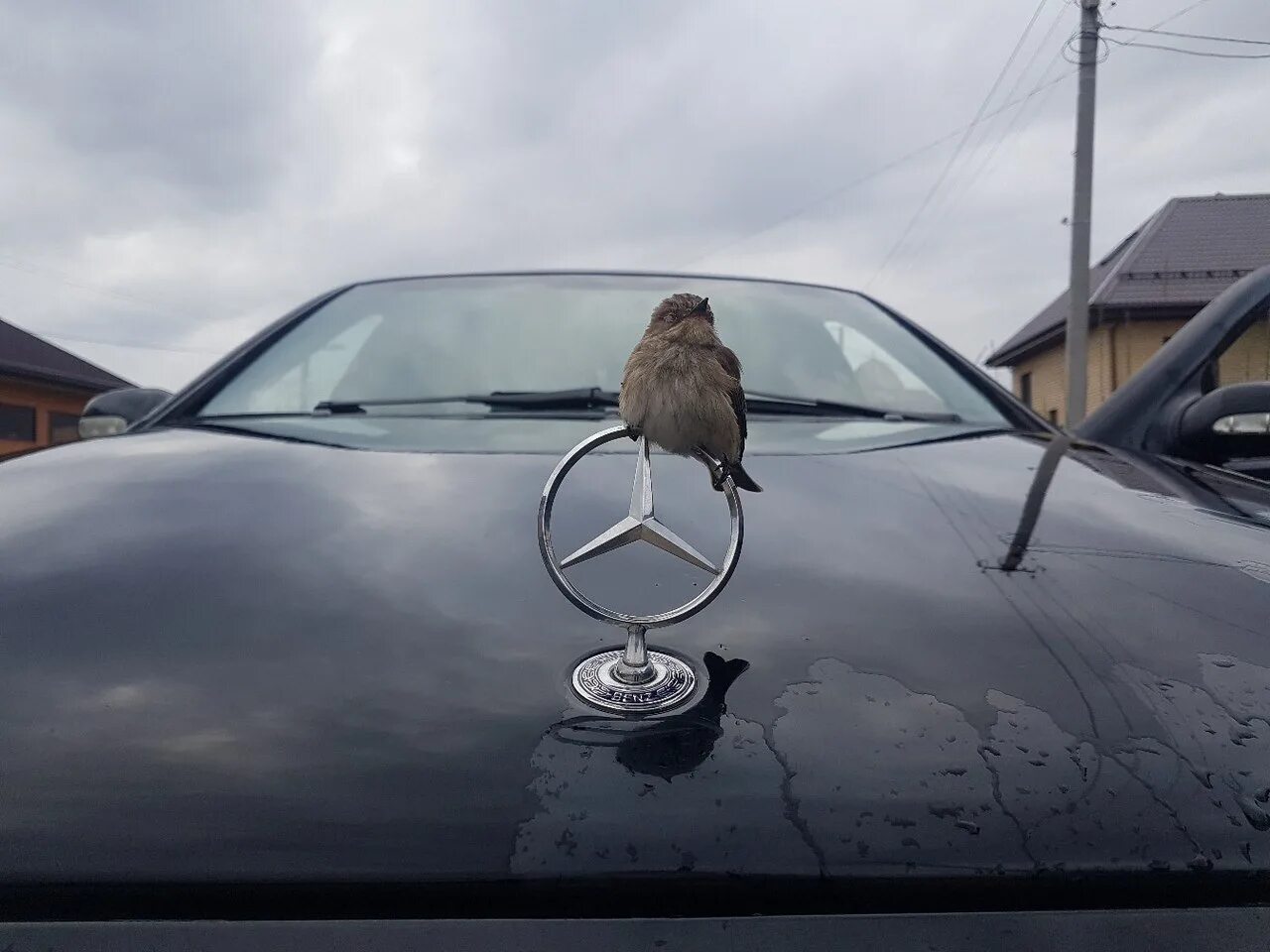 Птица в стекло автомобиля примета. Птичка накакала. Птица ударилась в окно автомобиля. Птица ударилась в окно. Машина с крыльями.
