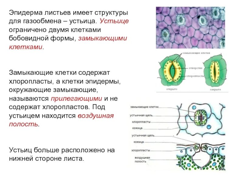 Ткань устьица листа. Эпидермис листа клетки устьица. Хлоропласты эпидермиса листа герани. Строение устьичного аппарата растений.