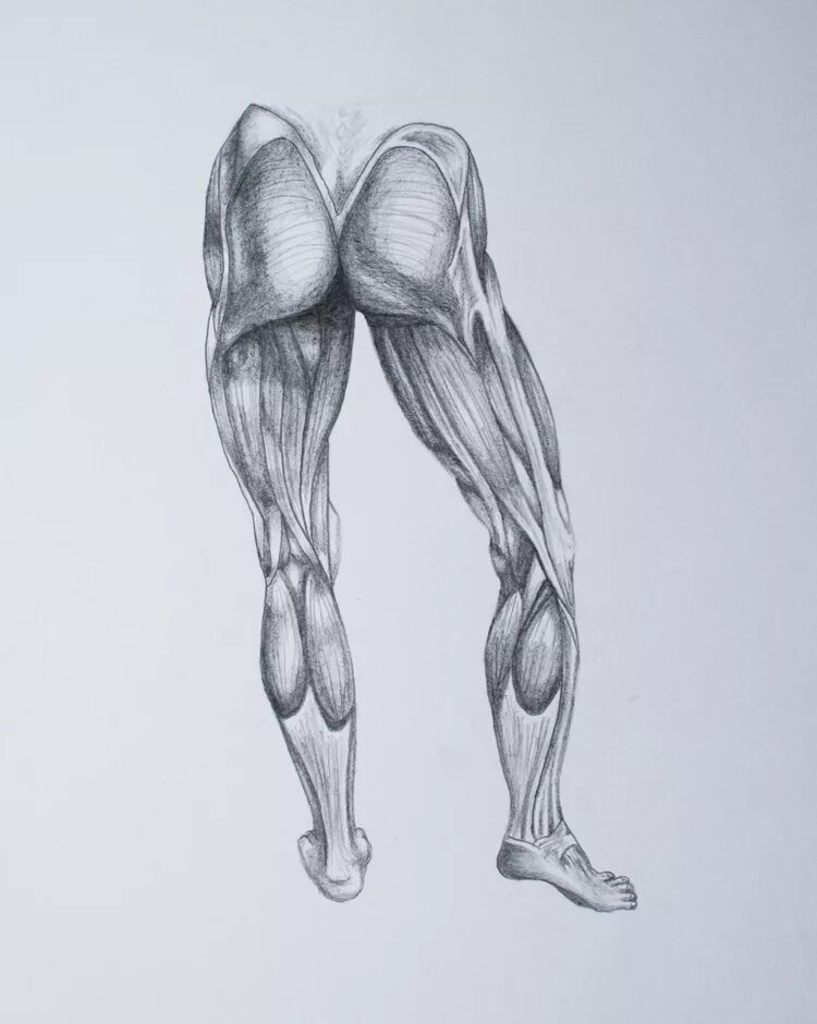 Мышцы ног. Мышцы ног для рисования. Анатомические зарисовки. Анатомия ног для рисования. Draw leg