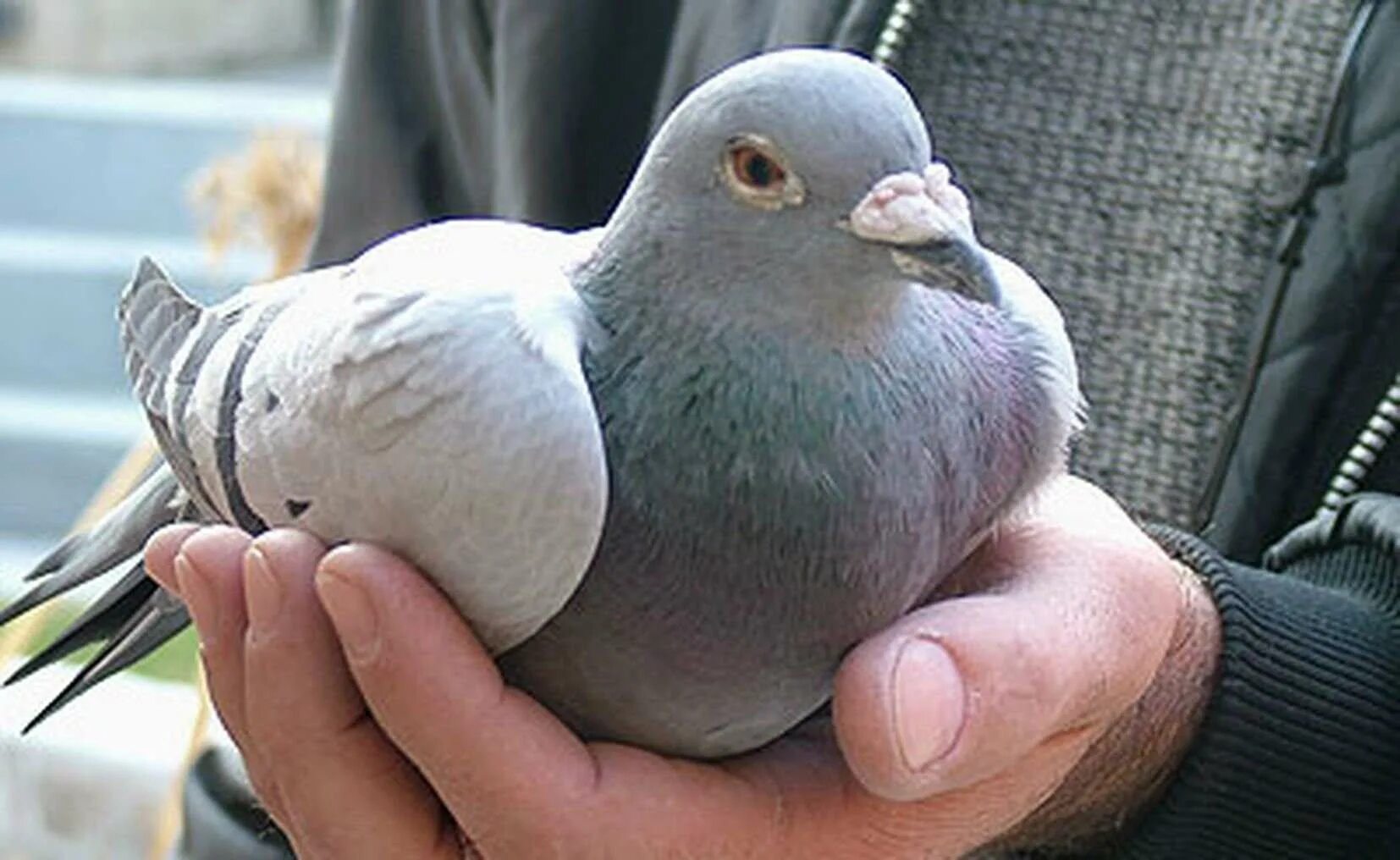 Для чего используют голубей