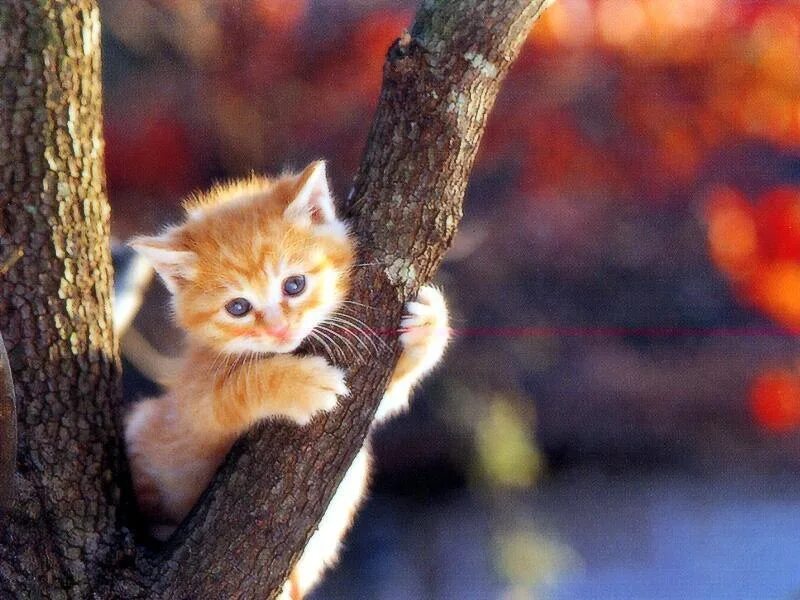 The cat is in the tree