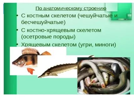 Виды поступающей рыбы