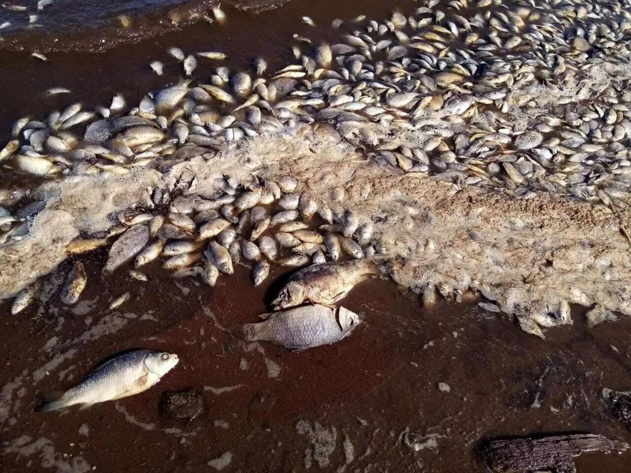 Озеро Октябрьское Оренбургской области. Замор рыбы на Битюге 2024. Массовая гибель рыбы. Рыбы в водоеме. Массово гибнут