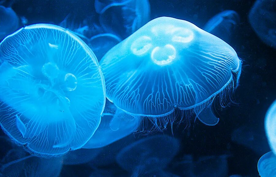 Медуза живая купить. Медузы в Фуджейре с красным глазком. Медуза фото 5d.