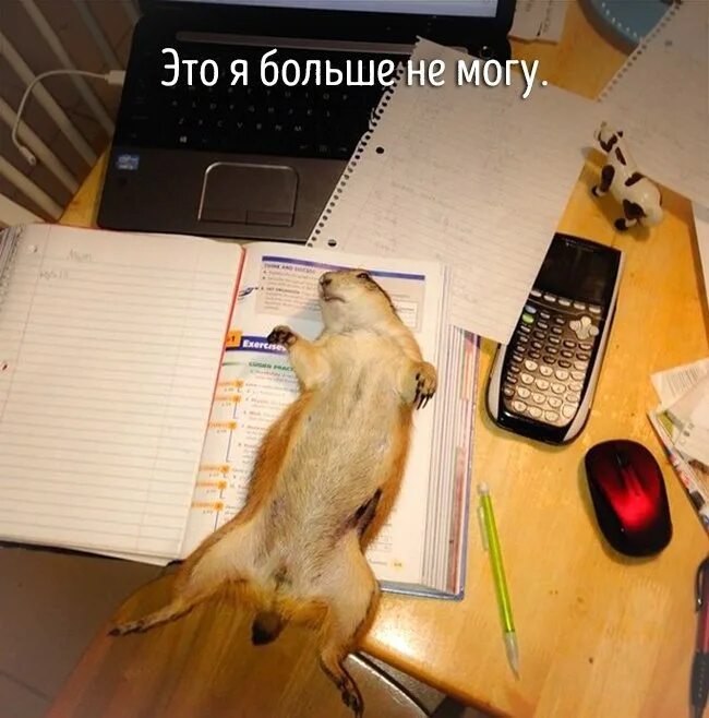 Не всякий трудоголик способен выполнить. Смешные картинки про трудоголиков. животные трудоголики. кот трудоголик. собака трудоголик.