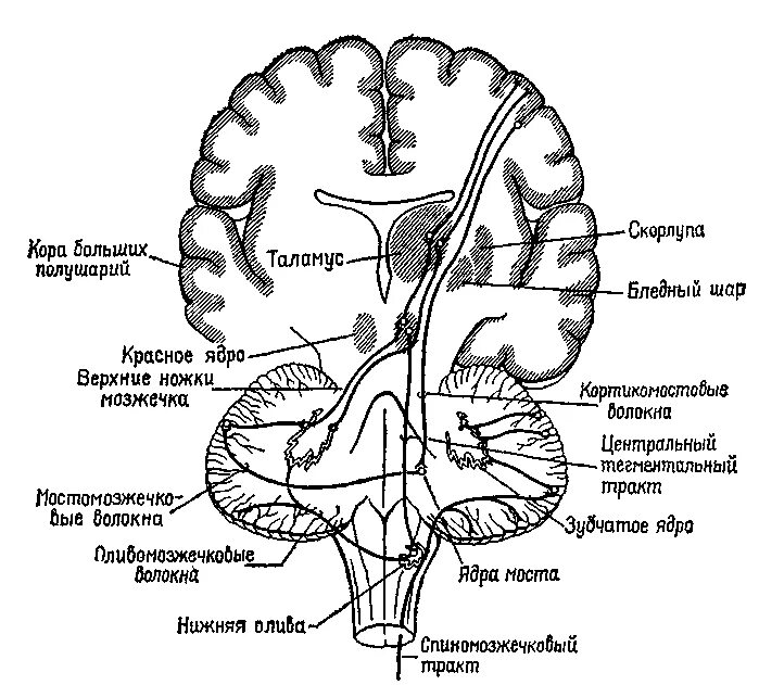 Строение головного мозга нейропсихология. Схема головного мозга нейропсихология. Мозжечок на схеме мозга. Проводящие пути мозжечка. Тест мозжечок
