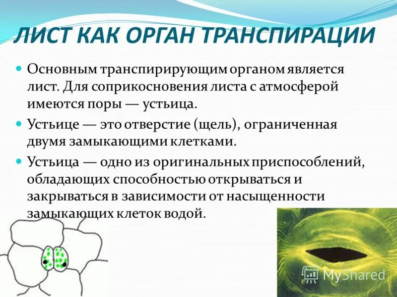 Устьица транспирация. Устьица листа транспирация. Транспирация органов. Транспирация через устьица. Функции листа транспирация.