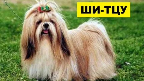 Видео цу