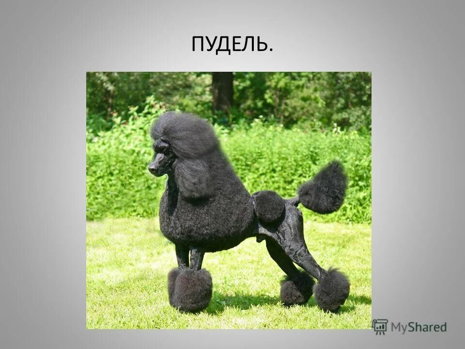 Включи пуделя