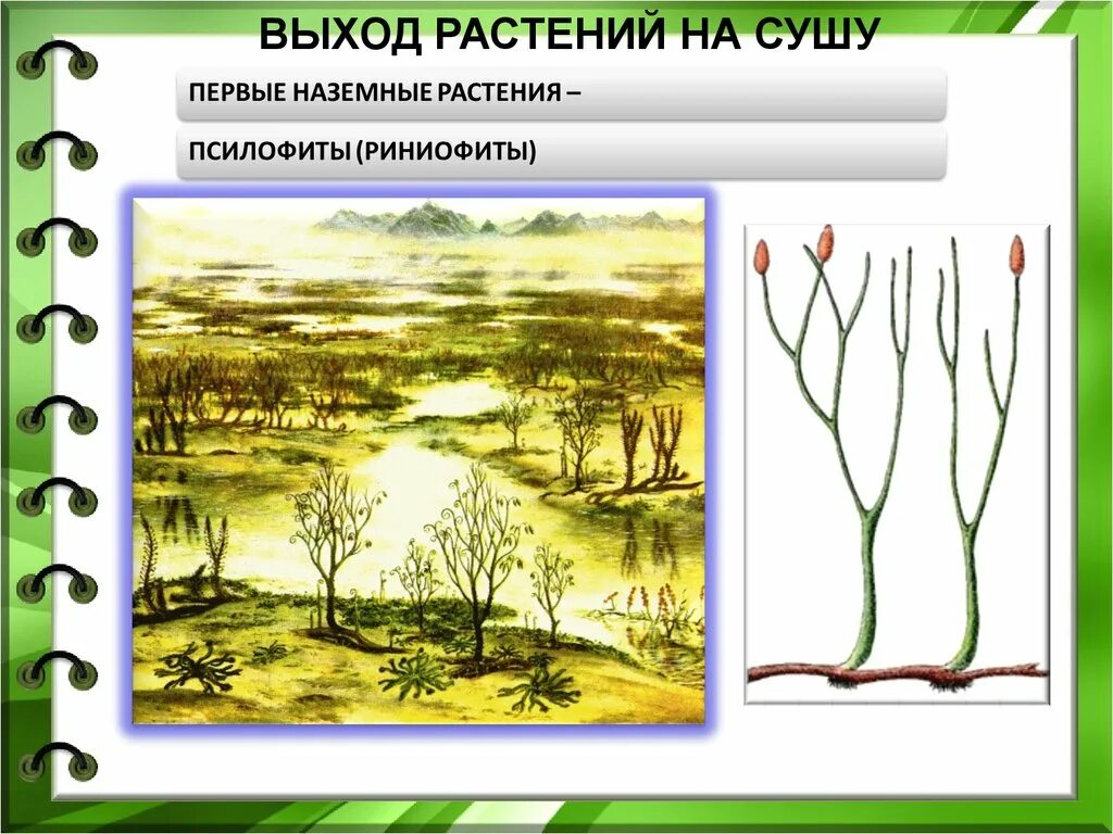 Плелофиты первые растения суши. Силурийский период псилофиты. Псилофиты и риниофиты. Первые наземные растения. Выход многоклеточных животных на сушу произошел