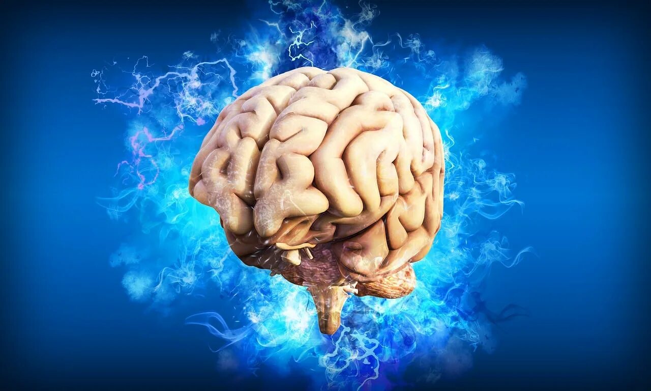 Brain should