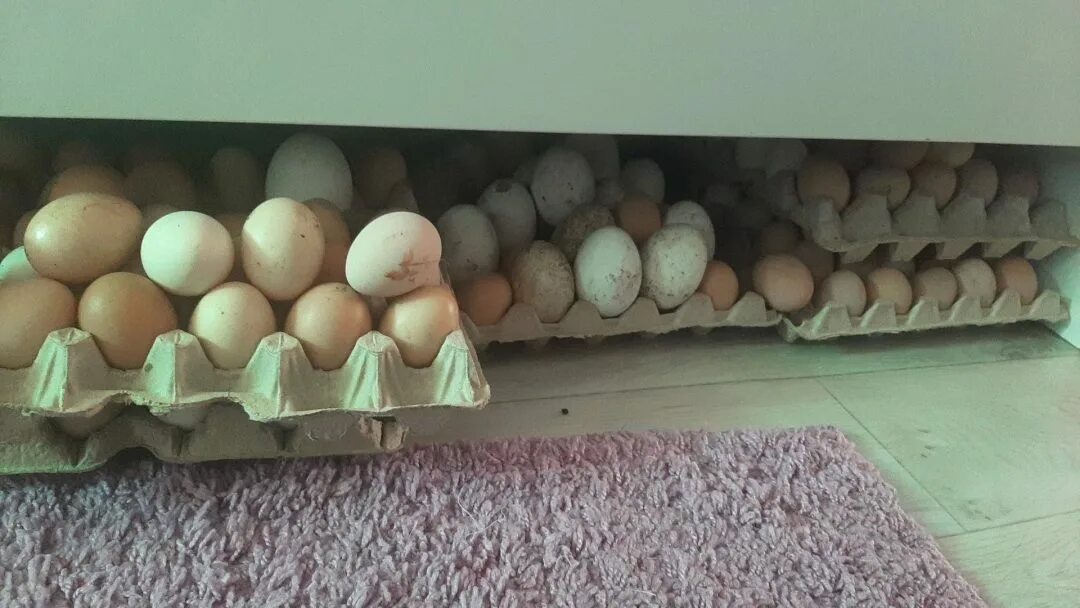 Сколько стоит десяток гусиных яиц. Инкубационное яйцо гусей. Гусь и гусиные яйца. Поделки из гусиных яиц. Человек курица.