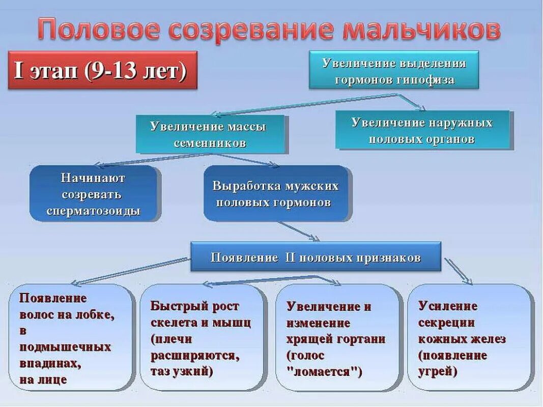 Половое созревание юношей и девушек. Этапы полового созревания девочек. Этапы полового развития мальчика. Половое созревание у мальчиков. Период полового созревания у мальчиков.