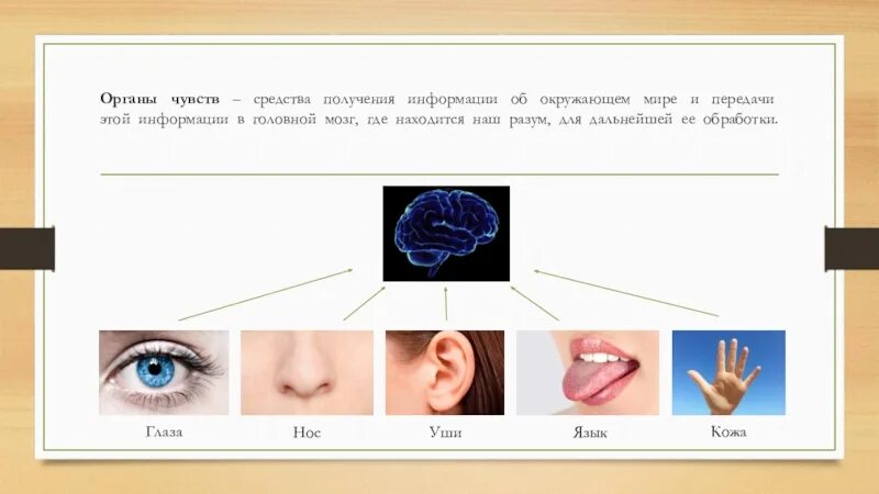 Органы восприятия информации. Восприятие информации человеком. Органы чувств. Органы восприятия информации. Органы восприятия информации.
