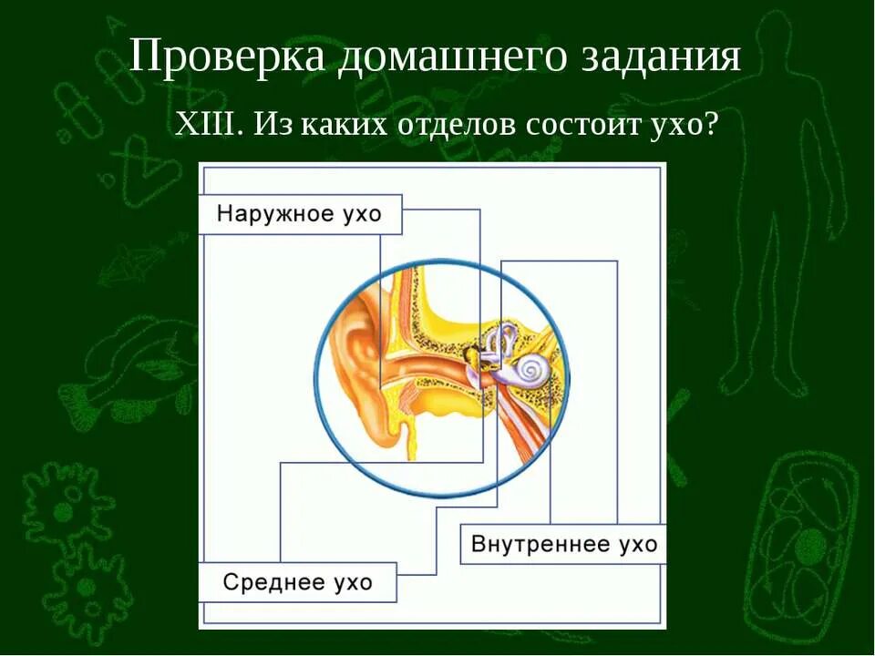 Органы равновесия вкуса и обоняния. Органы равновесия, кожно-мышечное чувство, обоняние и вкус. Анализатор кожно мышечной чувствительности строение. Органы равновесия кожно-мышечной чувствительности обоняния и вкуса. Кожно мышечный анализатор уха.