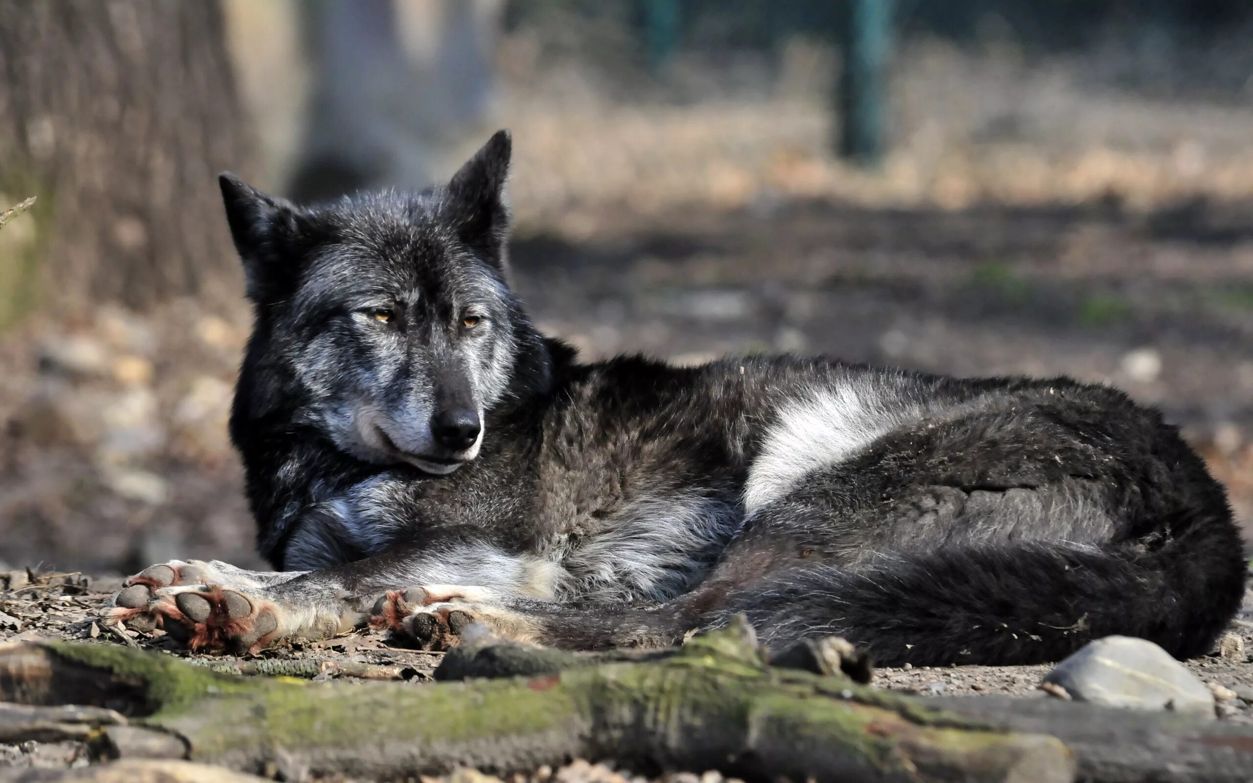 He wolf