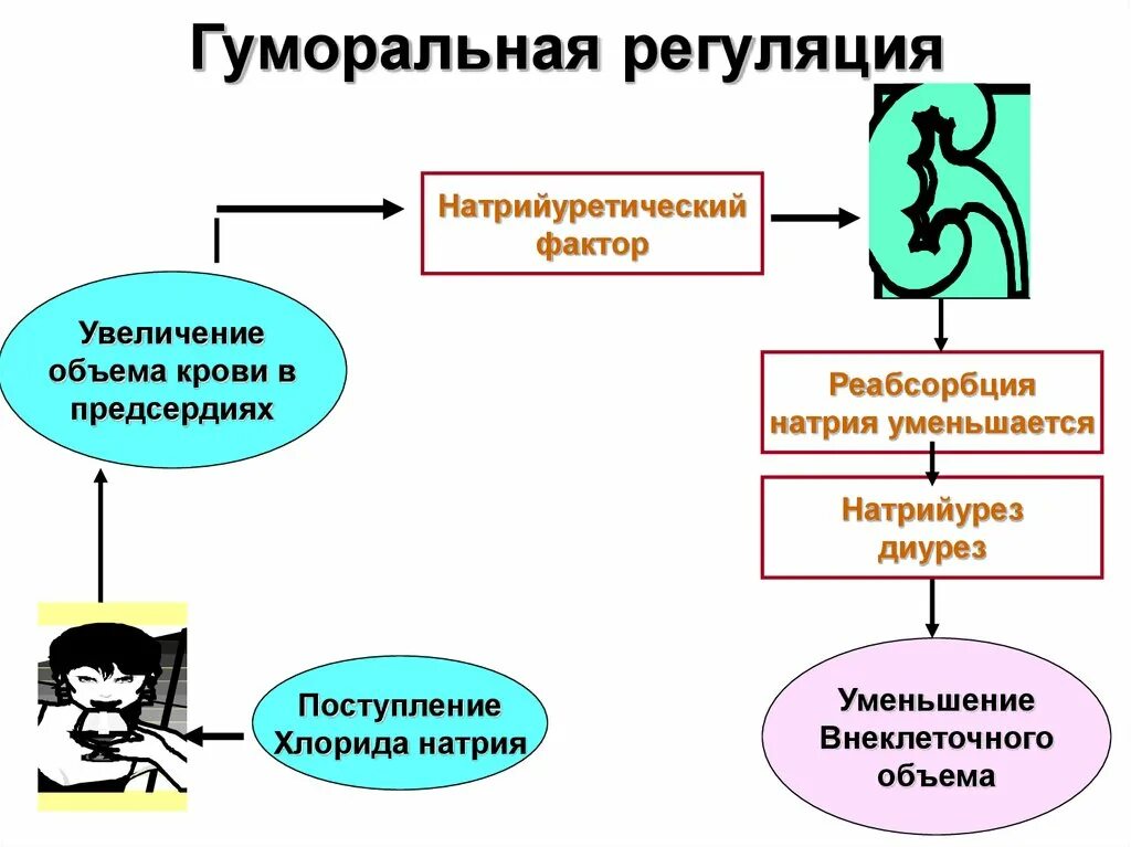 Как происходит регуляция работы почек гуморальным путем. Нейрогуморальная регуляция схема. Гуморальная регуляция схема. Гуморальная регуляция реабсорбции. Гуморальная регуляция диуреза.