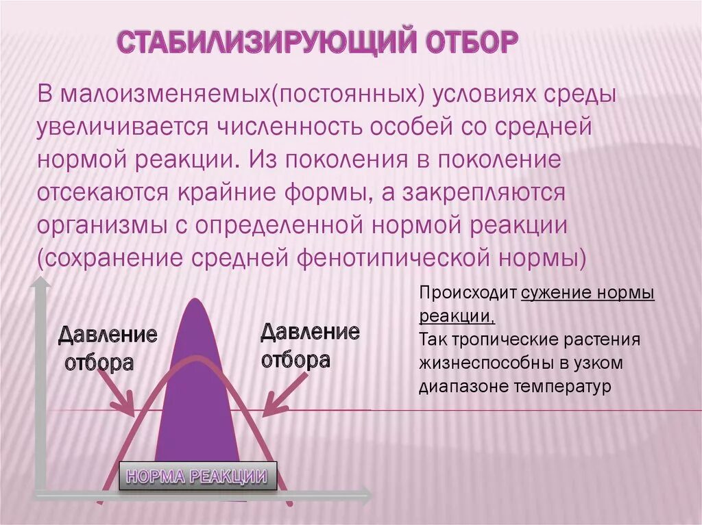 Стабилизирующий отбор в каких условиях. Стабилизирующий отбор. Формы естественного отбора. Стабилизирующий отбор норма реакции. Виды стабилизирующего отбора.