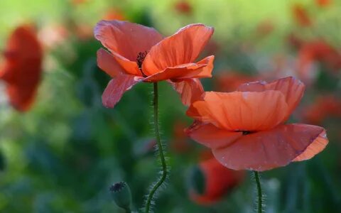 Poppy flower