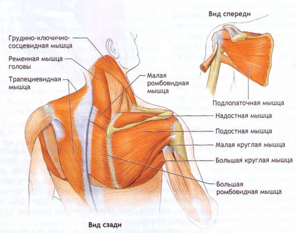 Мышцы и суставы. Строение мышц шеи и плечевого пояса сзади. Мышцы лопатки плечевого сустава. Мышцы шеи и плеча анатомия. Строение плечевого сустава и мышцы.