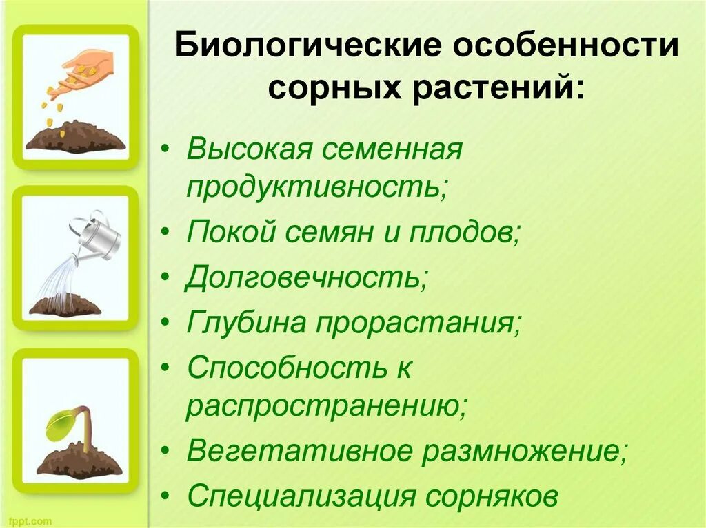 Биологические особенности трав