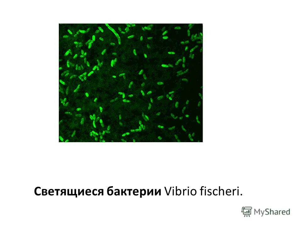 Флуоресцирующие бактерии. Биолюминесцентные бактерии. Vibrio fischeri бактерия. Бактериальная биолюминесценция. Светящиеся бактерии.